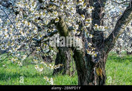 de belles fleurs de pomme blanche couvrent ces vieux pommiers dans un joli verger de fruits Banque D'Images
