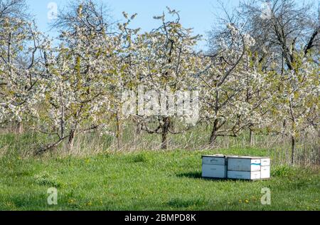 Les ruches d'abeilles sont établies au milieu de ce beau verger de pomme en fleur, pour que les abeilles pollinisent les arbres fruitiers Banque D'Images