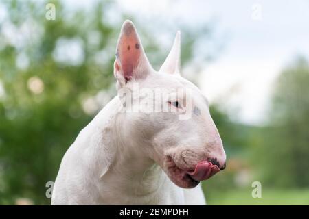 chien de terrier blanc qui ne colle pas la langue à un portrait drôle Banque D'Images