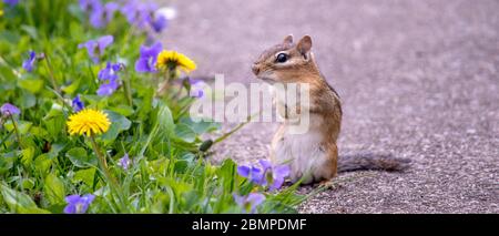 Panorama avec un joli petit chipmunk au bord d'un jardin coloré rempli de violettes et de pissenlits Banque D'Images