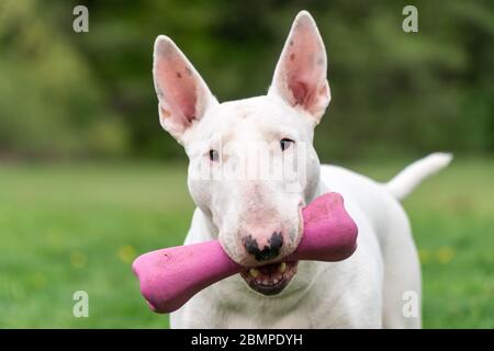 Chien de terrier blanc ludique avec jouet rose, portrait drôle Banque D'Images