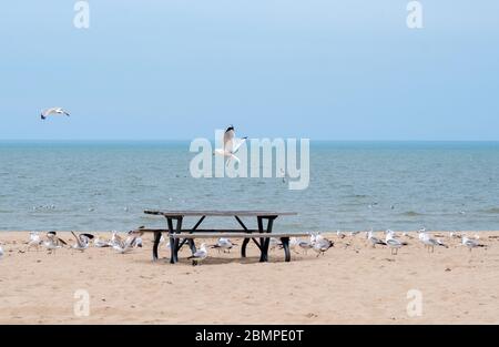 Une table de pique-nique vide se trouve sur une plage isolée, tandis que les mouettes volent autour à la recherche de personnes avec de la nourriture. Personne n'est ici, car l'état s'arrête sous covi Banque D'Images