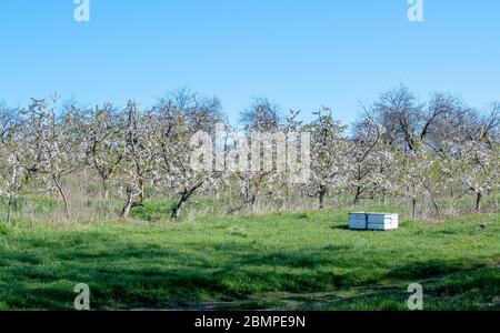 Les ruches d'abeilles dans ce verger de pomme sont parfaites pour polliniser toutes les fleurs de pomme pour de belles pommes d'automne Banque D'Images