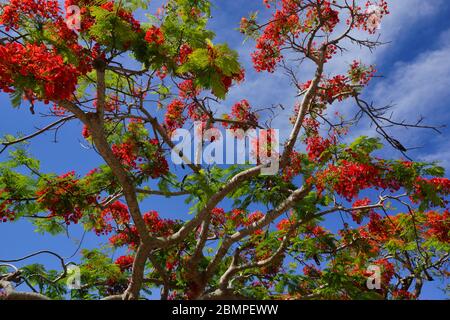 Poinciana Banque D'Images