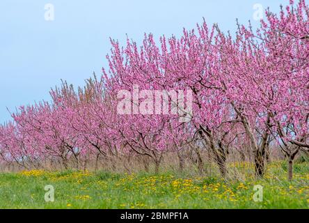 Arbres de pêche dans un champ de rose Banque D'Images