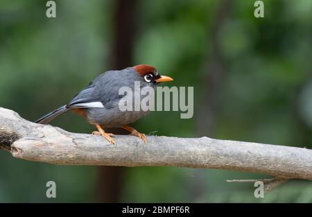 Laughingthrush (Pterorhinus mitratus) à capuchon de châtaignier sur une branche de Frasers Hill, en Malaisie Banque D'Images