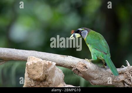 Barbet touffeté au feu (Psilopogon pyrolophus) sur une perche en Malaisie Banque D'Images