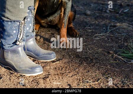 Le chien est obéissant aux pieds des femmes dans des bottes en caoutchouc. Un rottweiler adulte exécute les commandes du propriétaire sur le site de formation. Chiens d'entraînement. GRO Banque D'Images