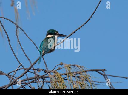 Le Kingfisher sacré (Tobraphus sanctus) dans une succursale de la baie de Gatakers Banque D'Images