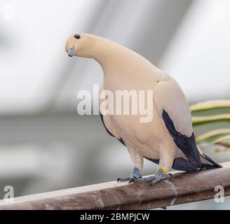 Pigeon impérial de Torresian dans la pyramide de la forêt tropicale dans Moody Gardens à Galveston, Texas. Banque D'Images