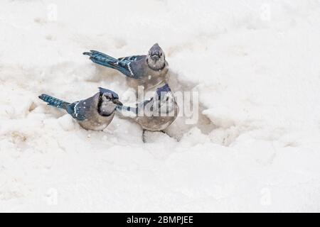 Trois jays bleus dans la neige Banque D'Images