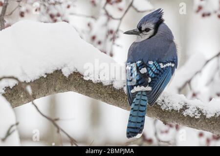 geai bleu assis sur une branche de crabe couvert de neige Banque D'Images