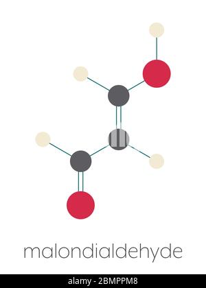 Molécule de malondialdéhyde (MDA, forme énol). Marqueur de stress oxydatif et produit naturellement pendant la peroxydation lipidique des acides gras polyinsaturés. Formule squelettique stylisée (structure chimique) : les atomes sont représentés par des cercles de couleur : hydrogène (beige), carbone (gris), oxygène (rouge). Banque D'Images