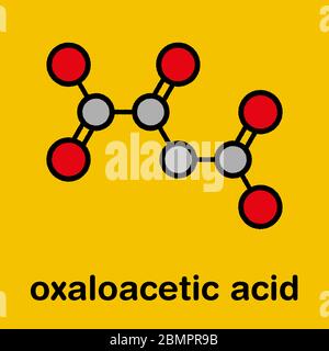 Molécule intermédiaire métabolique de l'acide oxaloacétique (oxaloacétate). Formule squelettique stylisée (structure chimique) : les atomes sont représentés par des cercles de couleur : hydrogène (caché), carbone (gris), oxygène (rouge). Banque D'Images