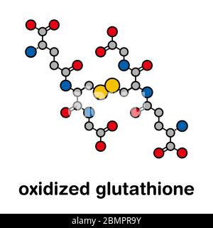 Molécule de glutathion (glutathion oxydé, GSSG). Formule squelettique stylisée (structure chimique) : les atomes sont représentés par des cercles de couleur : hydrogène (caché), carbone (gris). Banque D'Images