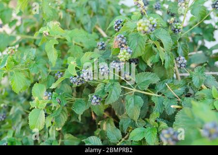 Buisson ornemental Lantana camara, pour l'aménagement paysager des jardins, des cours de propriété, des parcs du sud Banque D'Images