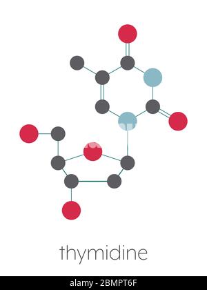 Molécule nucléoside de thymidine (désoxythymidine). Bloc de construction ADN. Formule squelettique stylisée (structure chimique) : les atomes sont représentés par des cercles de couleur : hydrogène (caché), carbone (gris), azote (bleu), oxygène (rouge). Banque D'Images