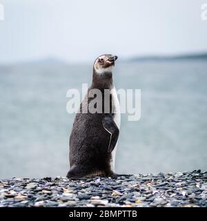 Pingouin Magellan sur l'île de Martillo dans le canal Beagle, Ushuaia, province de Tierra del Fuego, Argentine. Banque D'Images