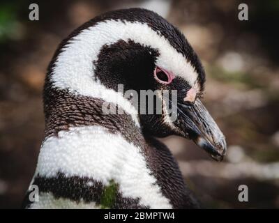 Gros plan sur le pingouin Magellan de l'île Martillo, dans le canal Beagle, Ushuaia, province de Tierra del Fuego, Argentine. Banque D'Images