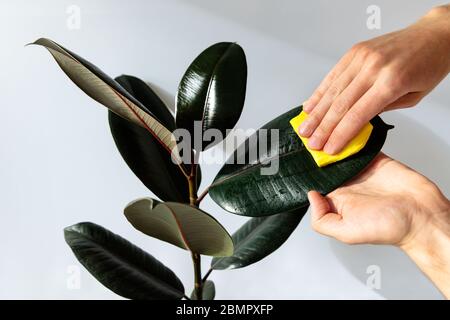 Les mains de jardinier mâle essuyant la poussière des feuilles de la maison, en prenant soin de la plante Ficus Elastic Robusta, gros plan sur fond blanc. Jardinage à la maison. Banque D'Images