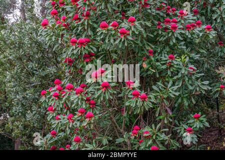 Arbre de Waratah en pleine floraison. Arbre de Telopa Waratah avec de grandes fleurs rouges dans le jardin Banque D'Images