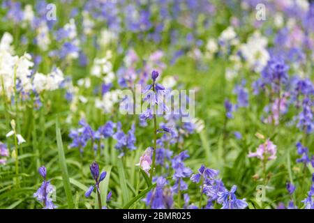 Bluebell fleurit dans la nature. Fleurs sauvages de fond avec des cloches et des petits pois Banque D'Images