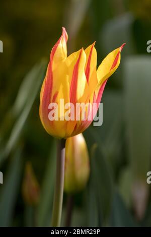 Tulip var. Fireworks en fleur aux pétales jaune et orange, North Yorkshire, Angleterre, Royaume-Uni Banque D'Images
