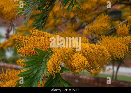 Grevillea robusta communément connu sous le nom de chêne soyeux du sud, chêne de soie ou chêne soyeux, chêne d'argent ou fleurs de chêne d'argent australien Banque D'Images