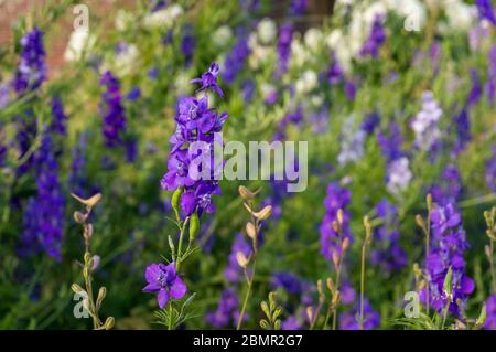 Fleurs de pois doux violets. Fond floral de printemps dans les couleurs bleu violet Banque D'Images