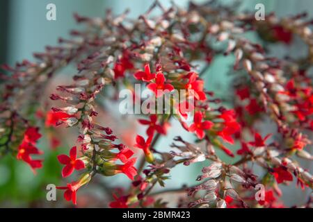 fleurs de la maison rouge kalanchoe en floraison Banque D'Images