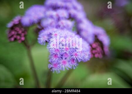 Fleur pourpre de la plante à fleurs Ageratum Houstonianum. Fond de nature floral mauve Banque D'Images