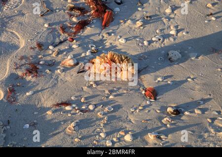 Tulipe coquillage également appelé le cheval conch coquetier Triplofusus papillosus lavé le minerai de mer sur la plage de Naples, en Floride. Banque D'Images