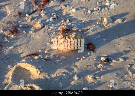 Tulipe coquillage également appelé le cheval conch coquetier Triplofusus papillosus lavé le minerai de mer sur la plage de Naples, en Floride. Banque D'Images