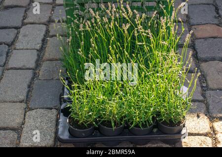 Herbes vertes fraîches poussant dans des récipients, pots de fleurs. Banque D'Images