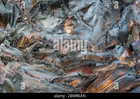 Gros plan sur la texture de la surface du tronc noir brûlé. Wildfire nature fond Banque D'Images