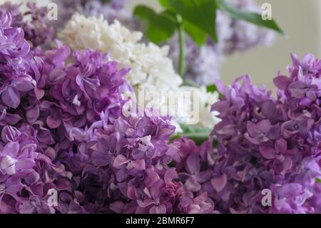 Fleurs lilas gros plan. Fond floral de printemps dans des couleurs modernes. Banque D'Images