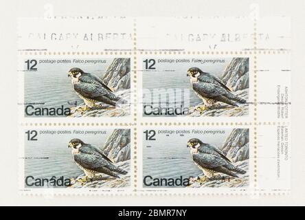 SEATTLE WASHINGTON - 10 mai 2020 : bloc de 4 timbres mettant en vedette le faucon pèlerin, une espèce en voie de disparition du Canada. Scott # 752 Banque D'Images