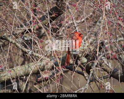 Rouge cardinal en fleur de cerisier Banque D'Images