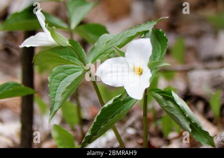 Trillium blanc (Trillium grandiflorum) dans la nature, peu profonde profondeur de champ Banque D'Images