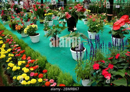 Aménagement de plantes et de pots de fleurs au salon des fleurs de Lalbagh Botanical Garden, Bengaluru, Karnataka, Inde, Asie Banque D'Images