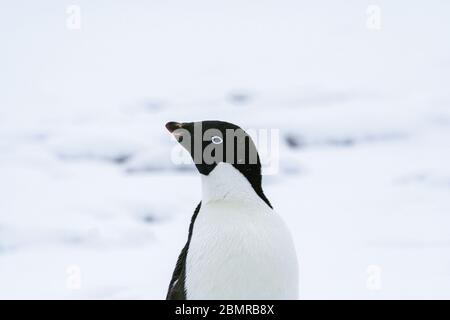 Adelie Penguin donnant l'oeil curieux dans le champ de neige de Winter Island, Antarctique, à l'emplacement de l'ancienne station de recherche britannique Faraday Banque D'Images