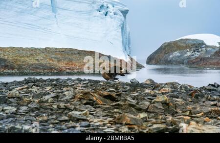 SKUA sur la plage de Winter Island, Antarctique, parmi les glaciers et les blocs de neige. Banque D'Images