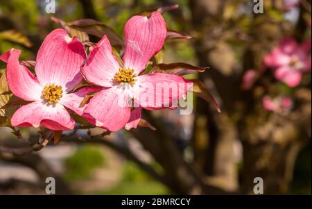 Arbres en forme de dogewood roses fleuris le jour ensoleillé du printemps avec un arrière-plan flou à Pittsburgh, Pennsylvanie, États-Unis Banque D'Images