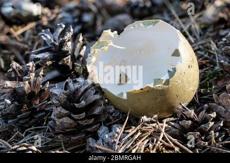 Coquillage commun dans le parc national de Tammisaari, en Finlande Banque D'Images