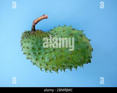 fruit soursop sur fond bleu. Soursop est le fruit d'Annona muricata, un arbre à feuilles larges, à fleurs et à feuilles persistantes. Banque D'Images