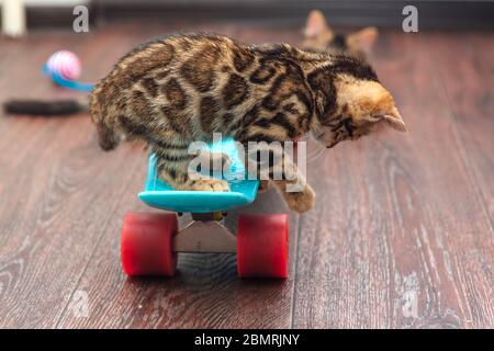 Adorable chaton bengale assis sur un skateboard en plastique bleu Banque D'Images