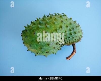 fruit soursop sur fond bleu. Soursop est le fruit d'Annona muricata, un arbre à feuilles larges, à fleurs et à feuilles persistantes. Banque D'Images