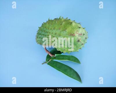 fruit soursop sur fond bleu. Soursop est le fruit d'Annona muricata, un arbre à feuilles larges, à fleurs et à feuilles persistantes. Banque D'Images