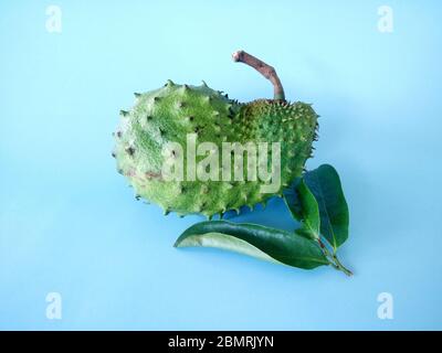 fruit soursop sur fond bleu. Soursop est le fruit d'Annona muricata, un arbre à feuilles larges, à fleurs et à feuilles persistantes. Banque D'Images