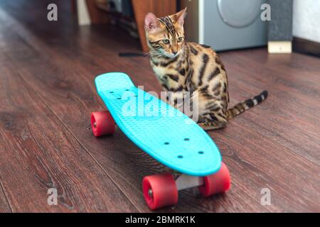 Adorable chaton bengale assis à côté d'un skateboard en plastique bleu Banque D'Images